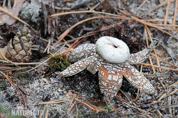 Barometer Earthstar Mushroom (Astraeus hygrometricus)