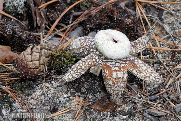 Barometer Earthstar Mushroom (Astraeus hygrometricus)