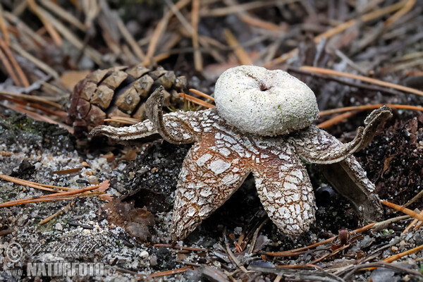 Barometer Earthstar Mushroom (Astraeus hygrometricus)