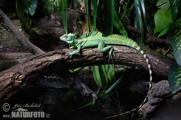 Basilisco verde
