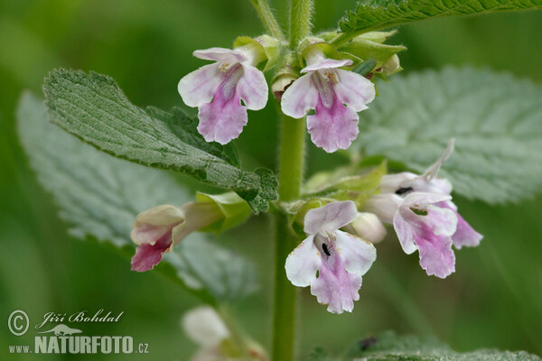 Bastard Balm (Melittis melissophyllum)