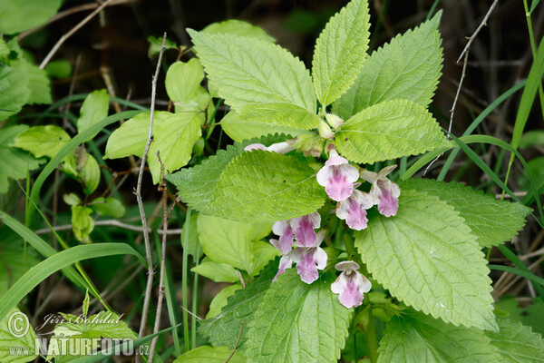 Bastard Balm (Melittis melissophyllum)