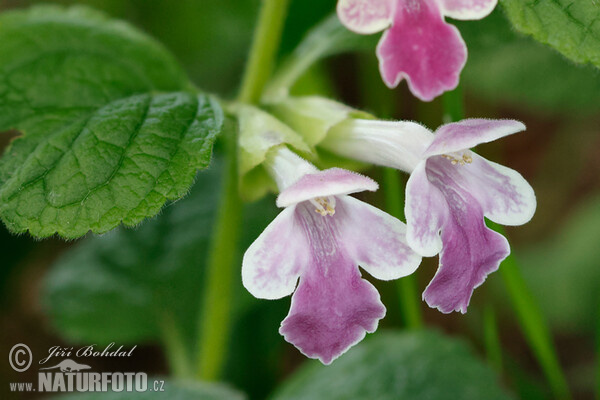 Bastard Balm (Melittis melissophyllum)