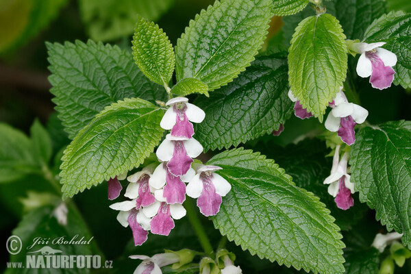 Bastard Balm (Melittis melissophyllum)