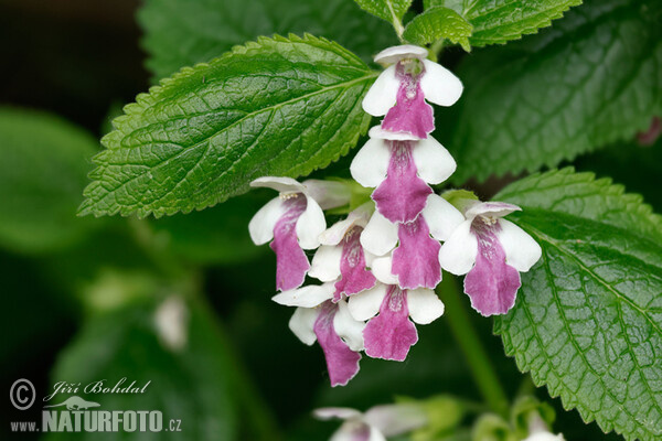 Bastard Balm (Melittis melissophyllum)