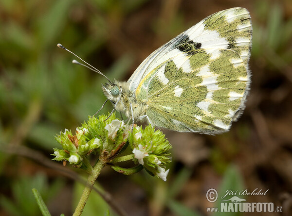 Bath White (Pontia daplidice)