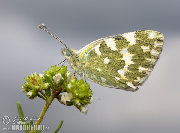 Bath White (Pontia daplidice)