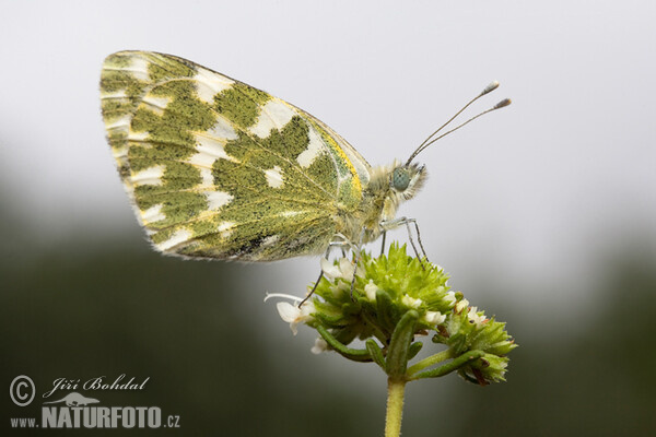 Bath White (Pontia daplidice)