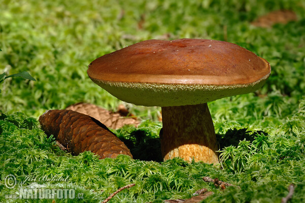 Bay Bolete Mushroom (Boletus badius)