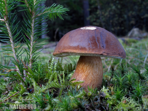 Bay Bolete Mushroom (Boletus badius)