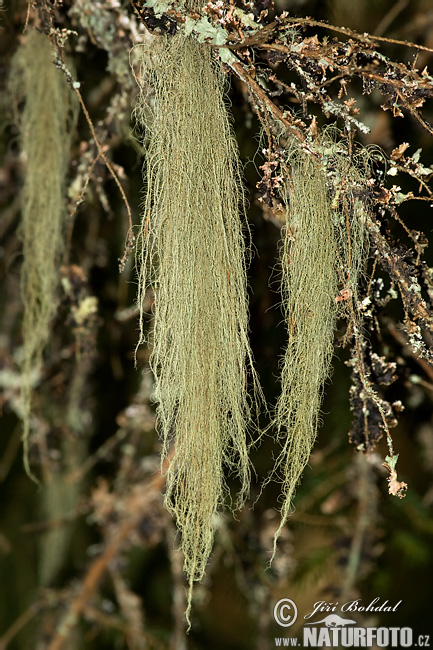 Beard Lichen (Usnea filipendula)