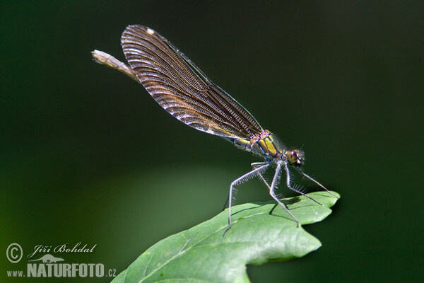 Beautiful Demoiselle (Calopteryx virgo)