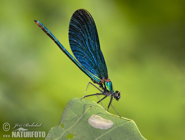 Beautiful Demoiselle (Calopteryx virgo)