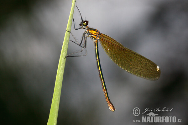 Beautiful Demoiselle (Calopteryx virgo)