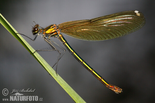 Beautiful Demoiselle (Calopteryx virgo)