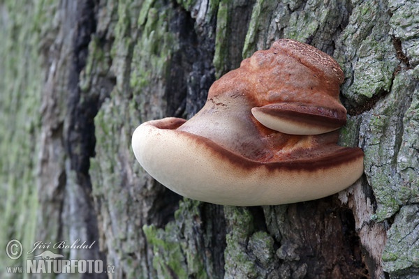 Beefsteak Fungus Mushroom (Fistulina hepatica)