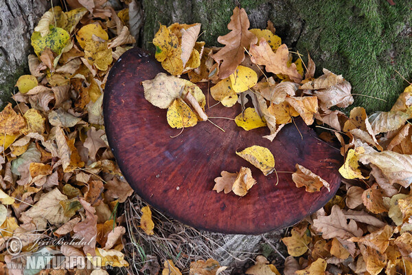 Beefsteak Fungus Mushroom (Fistulina hepatica)