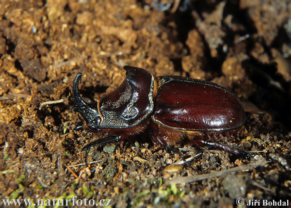 Beetle (Oryctes nasicornis)
