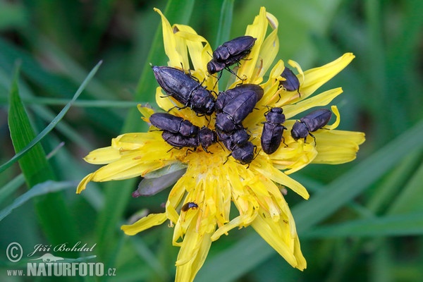 Beetle (Anthaxia quadripunctata)