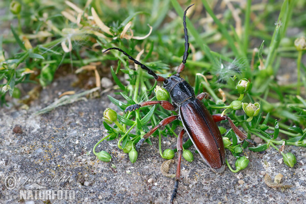 Beetle (Dorcadion fulvum)