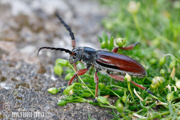 Beetle (Dorcadion fulvum)