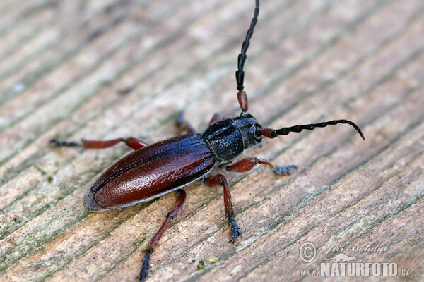 Beetle (Dorcadion fulvum)
