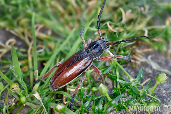 Beetle (Dorcadion fulvum)