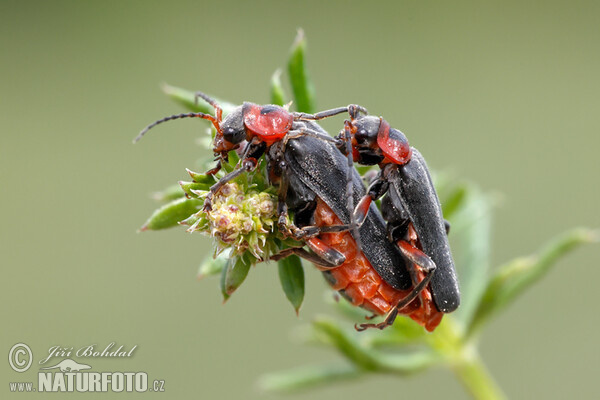 Beetle - Cantharis fusca (Cantharis fusca)