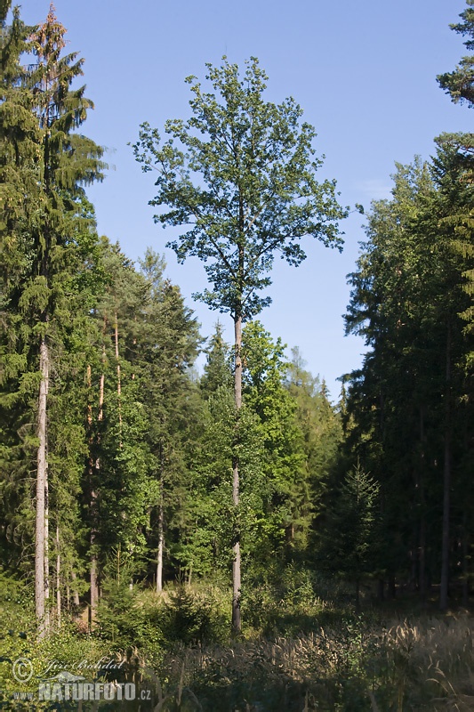 Bekotis ąžuolas