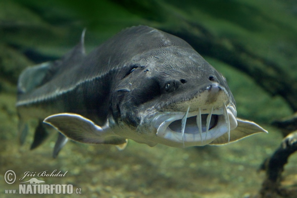 Beluga, European sturgeon (Huso huso)