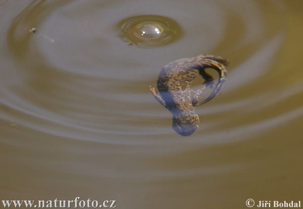 Bergvattensalamander