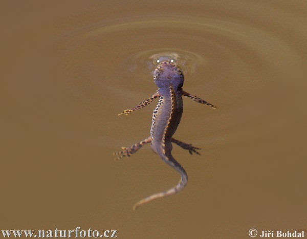 Bergvattensalamander