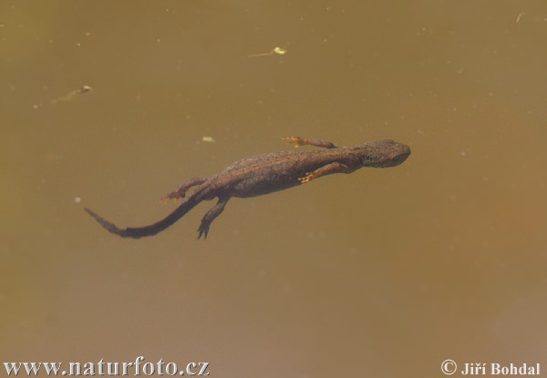 Bergvattensalamander