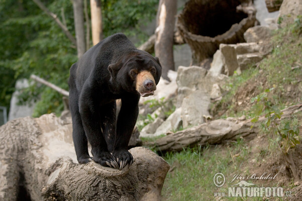  Beruang  Madu  Foto Gambar 