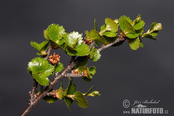 Betula nana