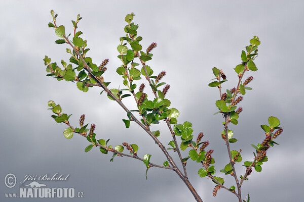 Betula nana