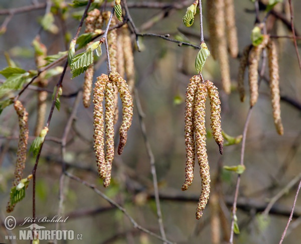 Betula pendula