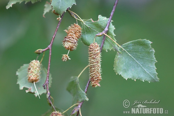 Betula pendula