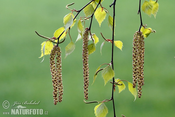 Betula pendula