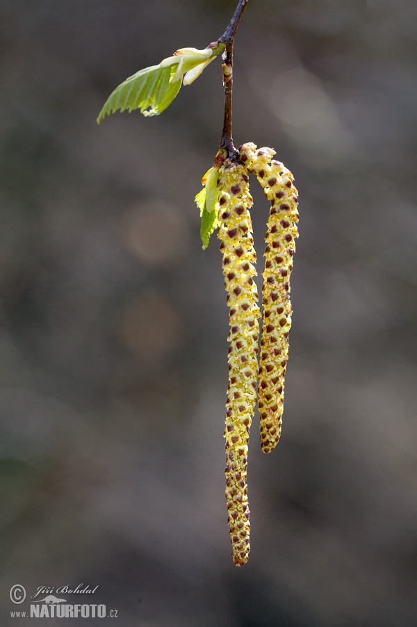 Betulla bianca