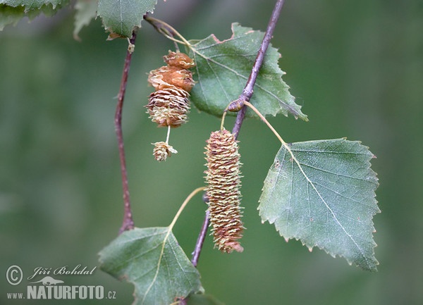 Betulla bianca