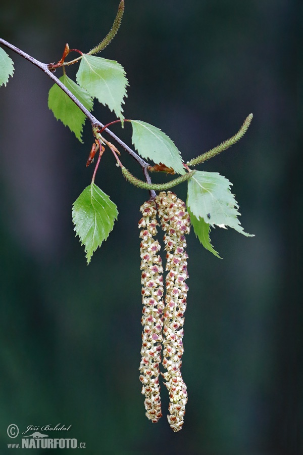 Betulla bianca