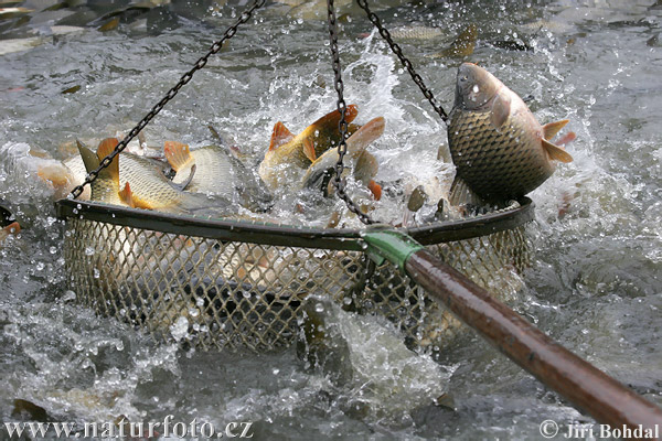 Bezdrev Pictures, Fish harvest Images, Nature Wildlife Photos