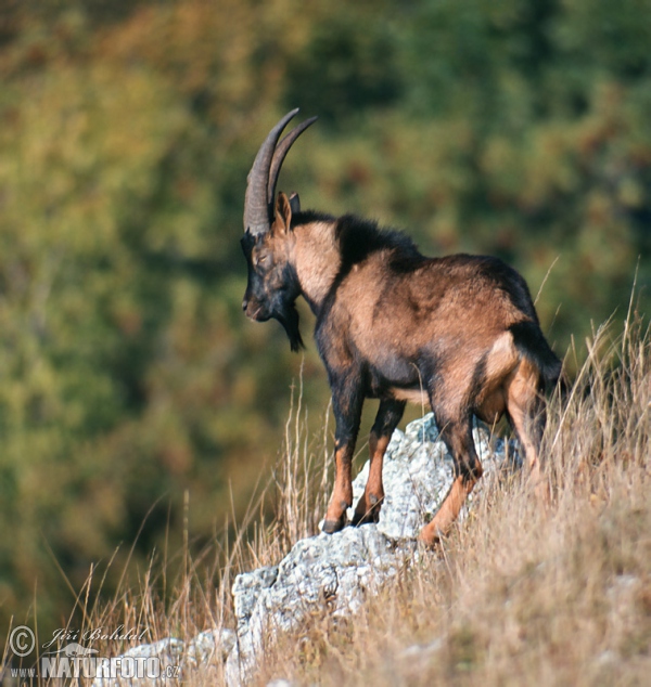 Bezoar Pasang (Capra aegagrus)