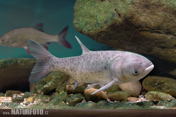 Bighead Carp (Aristichthys nobilis)