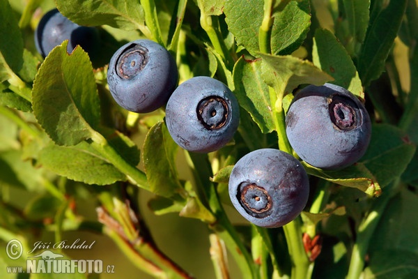 Bilberry (Vaccinium myrtillus)