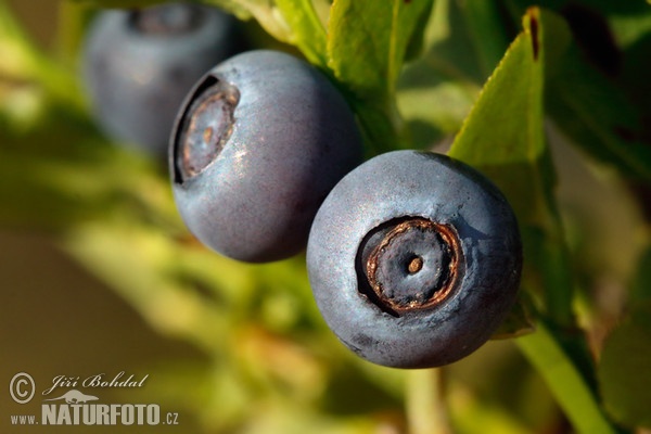 Bilberry (Vaccinium myrtillus)