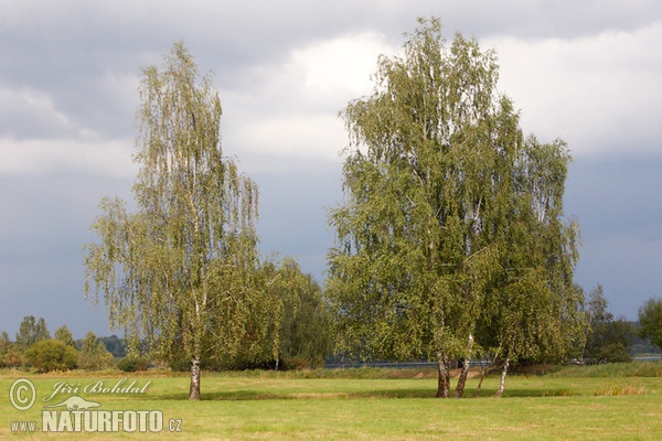 Birch (Betula pendula)