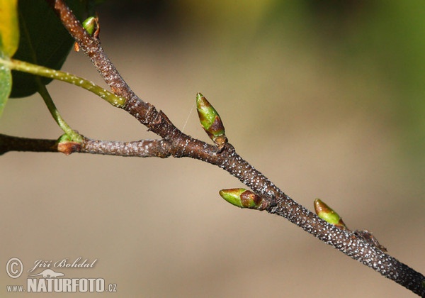 Birch (Betula pendula)