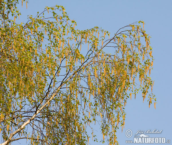 Birch (Betula pendula)